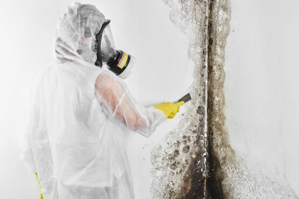 Best Residential Mold Remediation in Waverly, OH