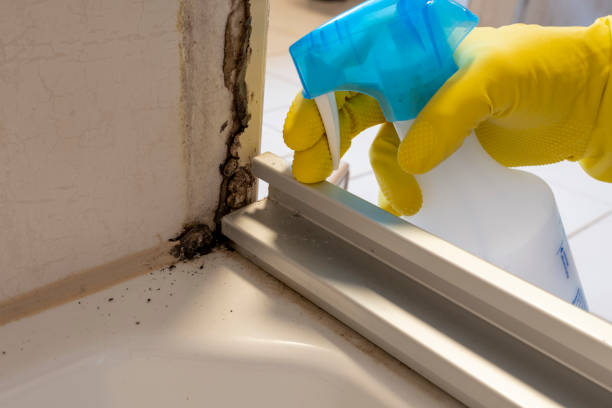 Best Industrial Mold Remediation in Waverly, OH