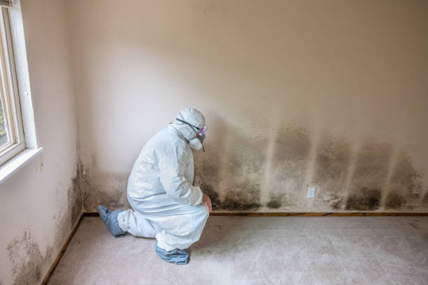 Best White Mold Remediation in Waverly, OH