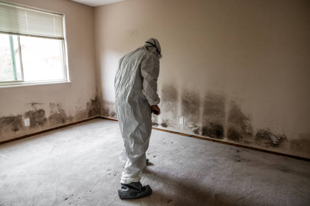Best Commercial Mold Remediation in Waverly, OH